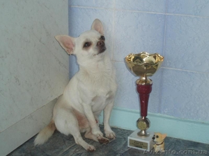 кобель чихуахуа ищет невесту #78606