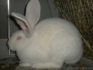 Кролики акселераты по системе Михайлова #80314