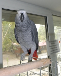 Попугаи на продажу #78369