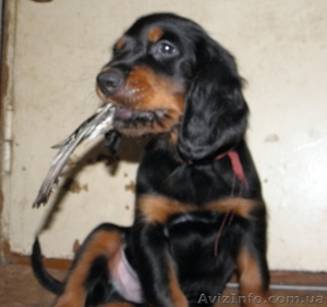 Щенки шотландского сеттера (гордона) #78367