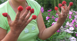 Продам саженцы малины (Сорт крепыш) #86396