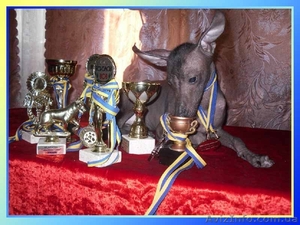 Очень редкой в Украине породы. Щенки Перуанской голой.  #87026