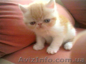 продажа котёнка #81436