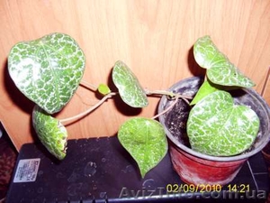 Много разных экзотических растений #57835