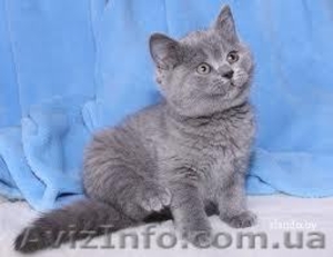 Продам голубого страйта #82042