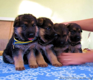 Высокопородные щенки немецкой овчарки #79488