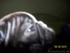 продам щеночков французского бульда #74971