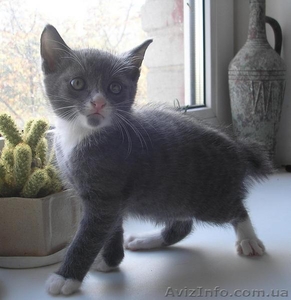 котята курильский бобтейл #84129