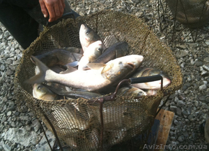 Продам живую рыбу срочно #86497