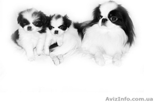 Японский хин-мальчики #84974