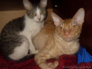  кот корниш рекс для вязок #74692