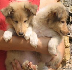 щенки колли,  продаются #58865