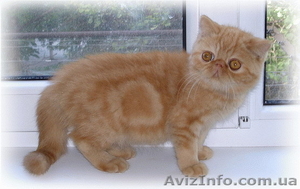 Котята: персы,  экзоты,  гималайцы из питомника #87353