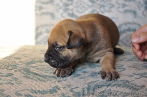 Щенки бульмастифа (К+С) #76504