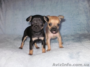 Той терьер. Продажа щенков. #77298