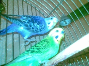 продам срочно дешевоо #79756