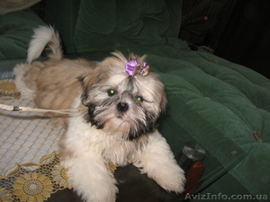 Продам Щенка Ши-тцу #101940