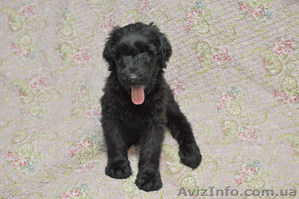 Щеночки Русского черного терьера #101911
