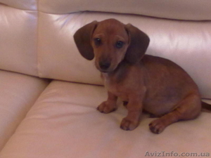 продам щенка таксы 2, 5 месяца,  мальчик,  окрас рыжий с подпалом... #88394
