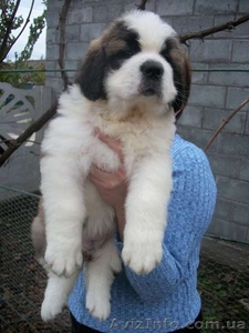 Продам щенков сенбернара #88956