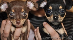 чихуа--хуа предлагаются #102510