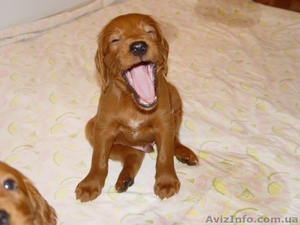 Очень колоритные и спортивные щеночки ирландских сеттеров. #97296