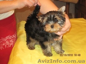 Йоркширский терьер (Доставка) #98410