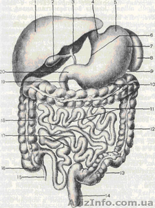 Очистка кишечника #95314