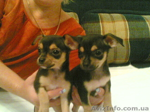 Продам щенков чихуа-хуа 2000гр. #91858