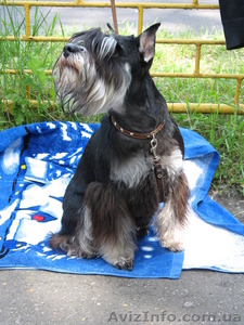 цвергшнауцер щенки #90312