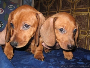 Щенки таксы гладкошерстной  #90592