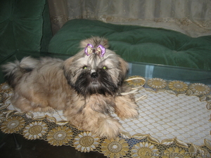 Продам Щенков Ши-тцу  #101936