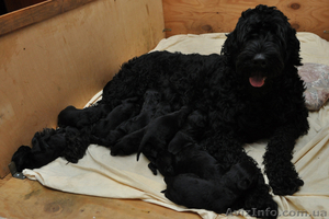 Продам щенков Русского черного терьера #91715
