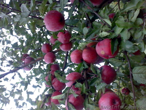 Саженцы плодовых культур #87988