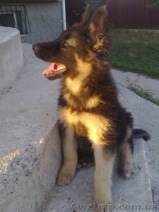 ПРОДАЮТСЯ ЩЕНКИ НЕМЕЦКОЙ ОВЧАРКИ!!  #93491