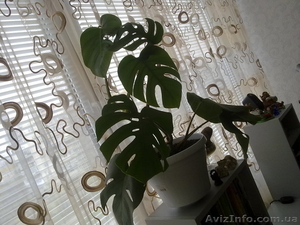 Продам Монстеру. 100грн. #99495