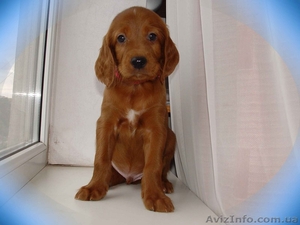 Милые щеночки ирландских сеттеров. #101491