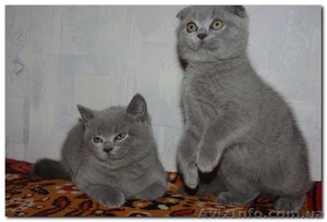 Шотландские котята (Scottish fold/stright) #84038