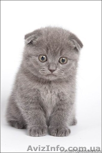 Котята вислоухие #91881