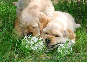 Американский кокер спаниель щенки #95499