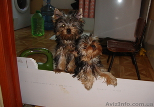 йоркширский терьер щенки #101037