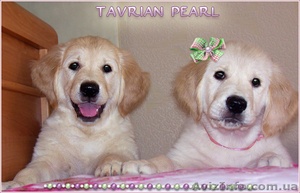 Щенки Голден ретривера от чемпионов #90802