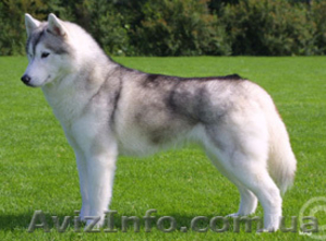 Голубоглазые щенки сибирский хаски  #97053