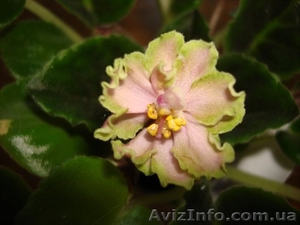 Продам сортовые сенполии #100408