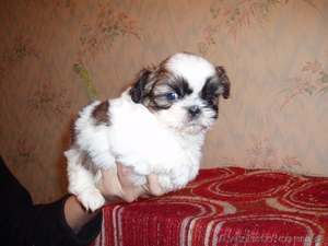 Ши-тцу щенки продам #88638
