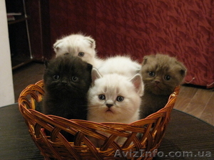 ШОТЛАНДСКИЕ ВИСЛОУХИЕ #93624