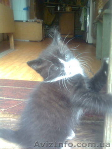 Отдам котенка в добрые руки #88121