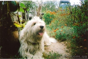 Продаю щенков юро #98756