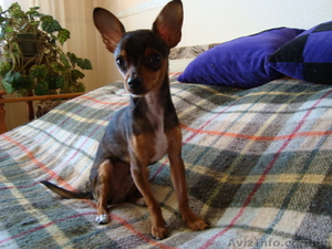 Вязка чихуа хуа #89127