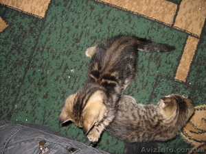 Продажа котёнка 